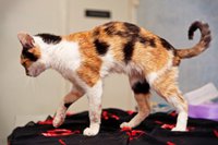 пиар2.jpg (30.1 КБ) 2016 просмотров пиар2.jpg