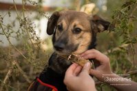 20120917-dogs-153819.jpg