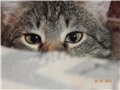Аватара пользователя
