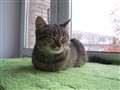 Аватара пользователя