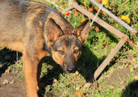 Лиза 4.jpg
