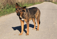 Лиза 3.jpg