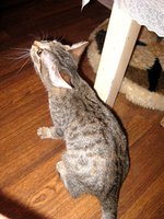 IMG_1019.JPG