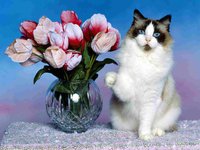 Котик поздр..jpg