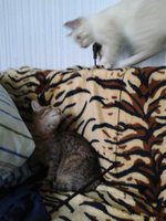 2012-11-03 13.18.56.jpg