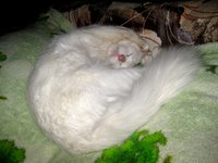 IMG_1138.JPG