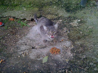 котик.jpeg