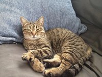 кошка 1.JPG