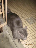 кош. в подъезде 004.jpg