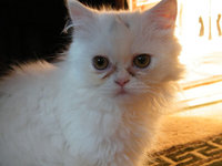 20121115184242_DSCF7909.JPG