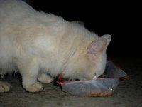 DSCN5537.JPG