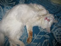 IMG_1240.JPG