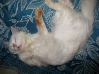 IMG_1241.JPG