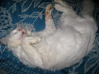 IMG_1242.JPG