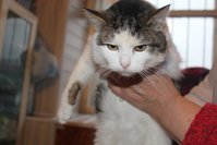 сильвер 2.JPG