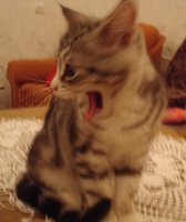 DSC03921.JPG