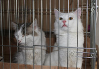 котики.jpg