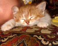 IMG_0855.JPG