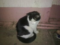 котёнок.JPG