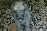 Скриншот котенок Щенок.jpg