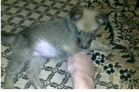 Скриншот котенок Щенок1.jpg