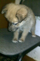 Скриншот котенок Щенок2.jpg