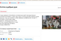 Скриншот котята.jpg