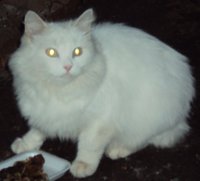 DSC01181а.JPG