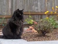 a-black-cat-6.jpg