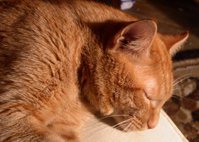 cat01.jpg