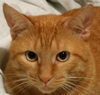 cat02.jpg