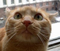 cat06.jpg