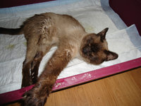 DSC00345.JPG