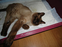 DSC00346.JPG