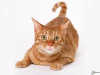 wpapers_ru_Рыжий-кот.jpg