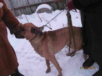 метис бокс 002.jpg