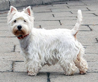 20130101170415_715px-West_Highland_White_Terrier_Krakow.jpg