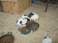 IMG_4802.jpg