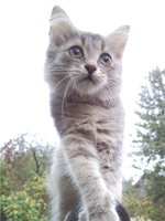 киса (хвостик).jpg