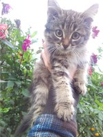 котик сер.2.jpg