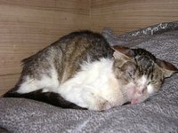 DSC00945.JPG