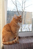 Рыжа5.jpg