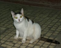 киса 4.jpg