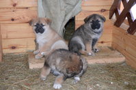 DSC_0053й.jpg