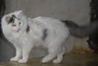одногл. 1.jpg