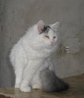 Одногл. 3.jpg