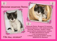 Объявление пеппим.JPG