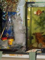 рыбки.jpg