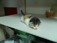 DSCN6744-1.jpg
