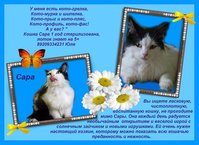 объявление сара с текстомм.JPG